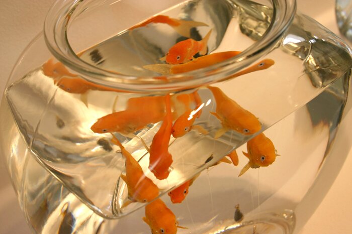 detail of goldfish in bowl